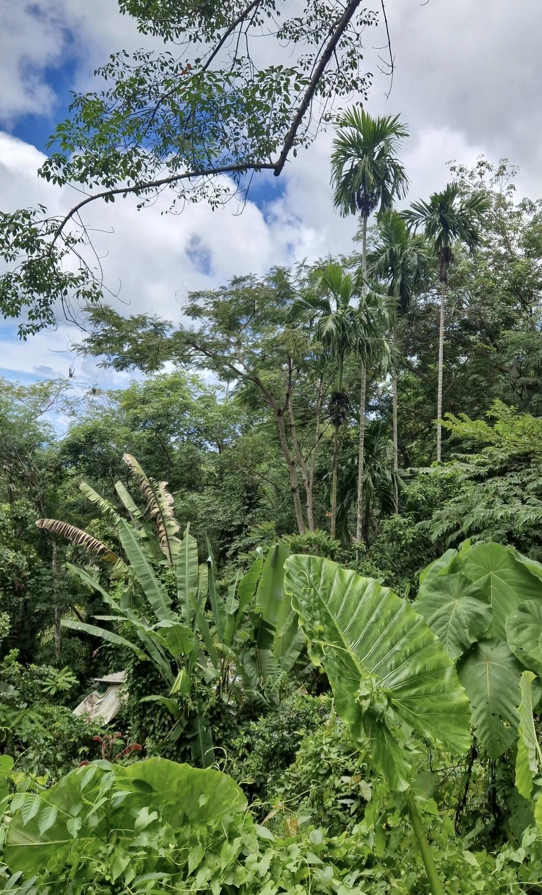 🌴 Nature Phuket Reserve Trail – balade immersive en jungle 🐒