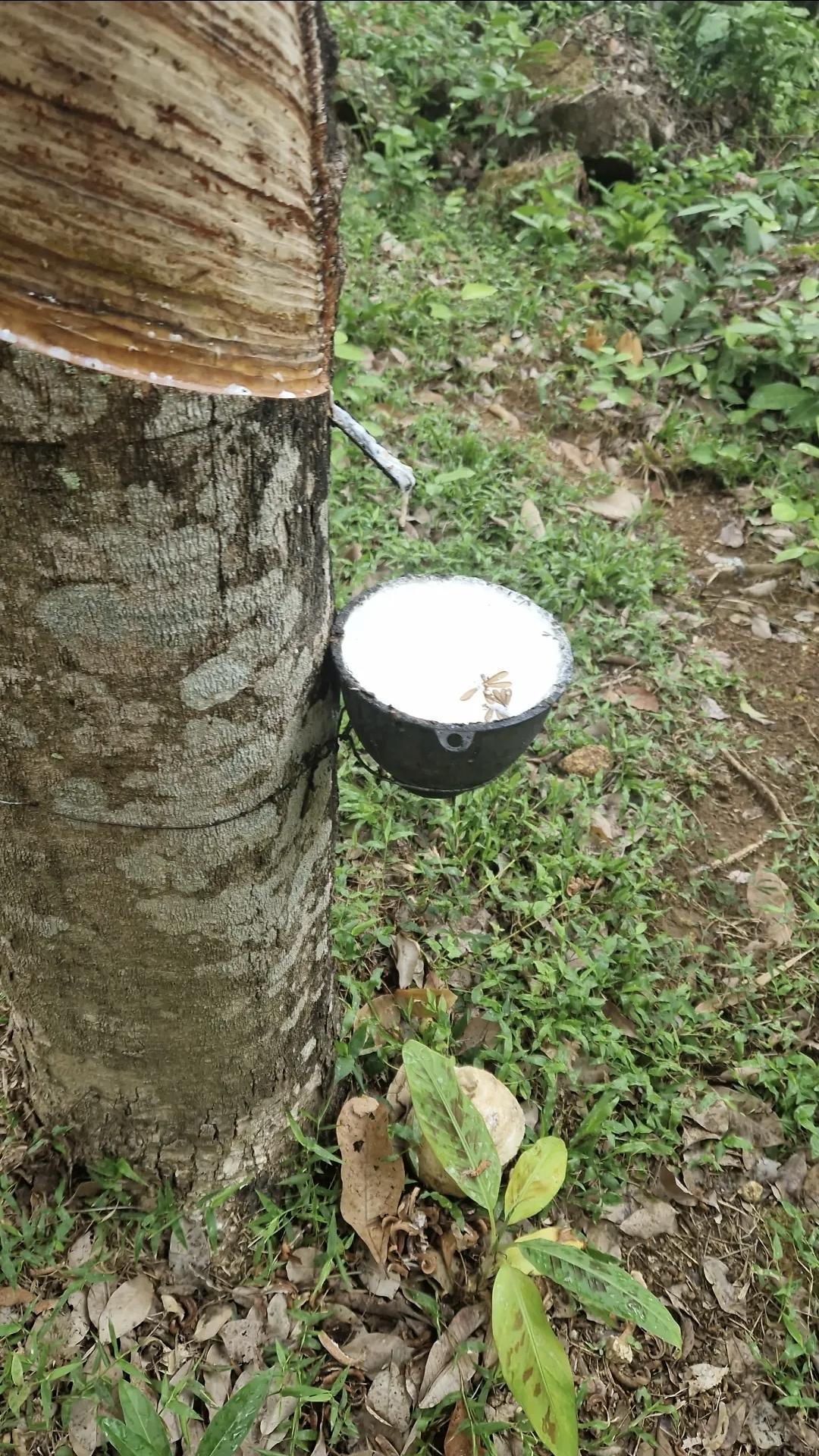 🏞 Black Rock Point View – panorama époustouflant à Phuket 🌊 🏞 Black Rock Point View – panorama époustouflant à Phuket 🌊
