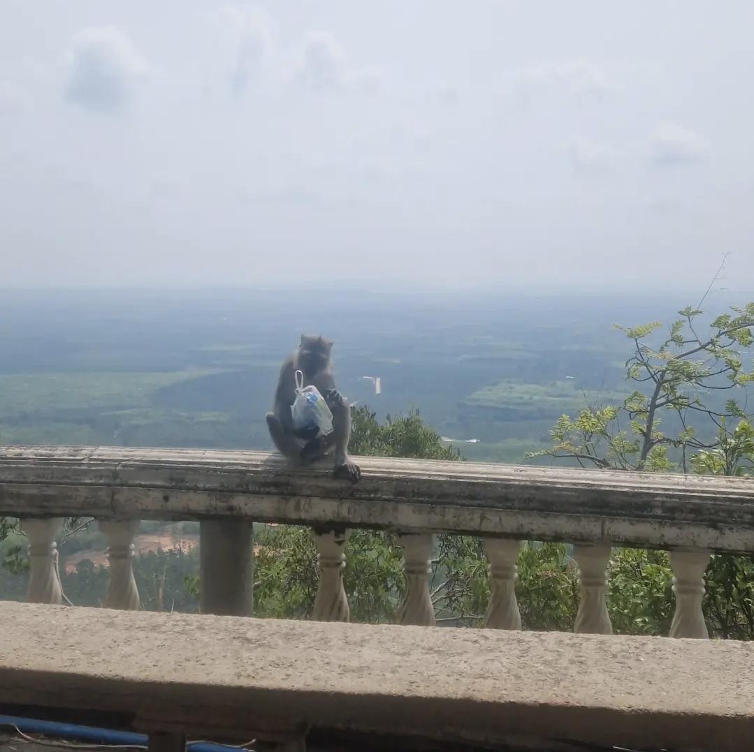 🐅 Wat Tham Suea (Tiger Cave Temple) – Aventure entre ciel et jungle à Krabi 