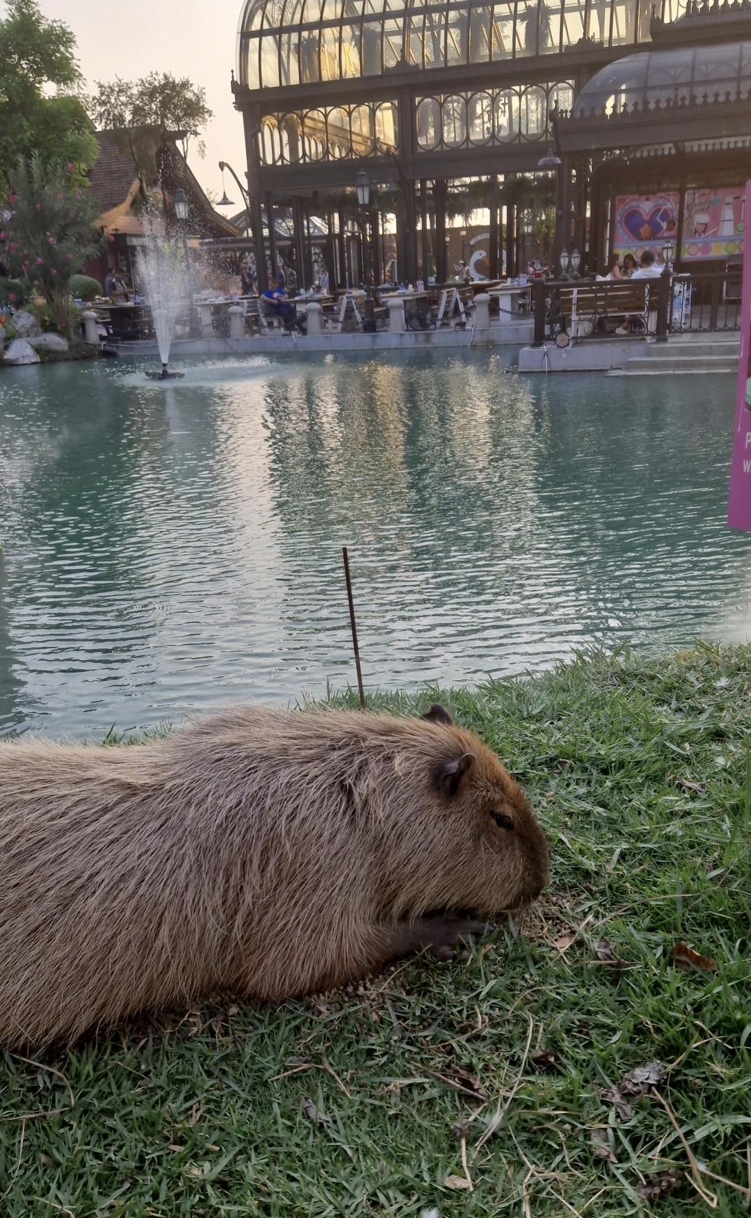 📌 Chocolate Ville – Une soirée féerique en famille près de Bangkok 🎠 📌 Chocolate Ville – Une soirée féerique en famille près de Bangkok 🎠