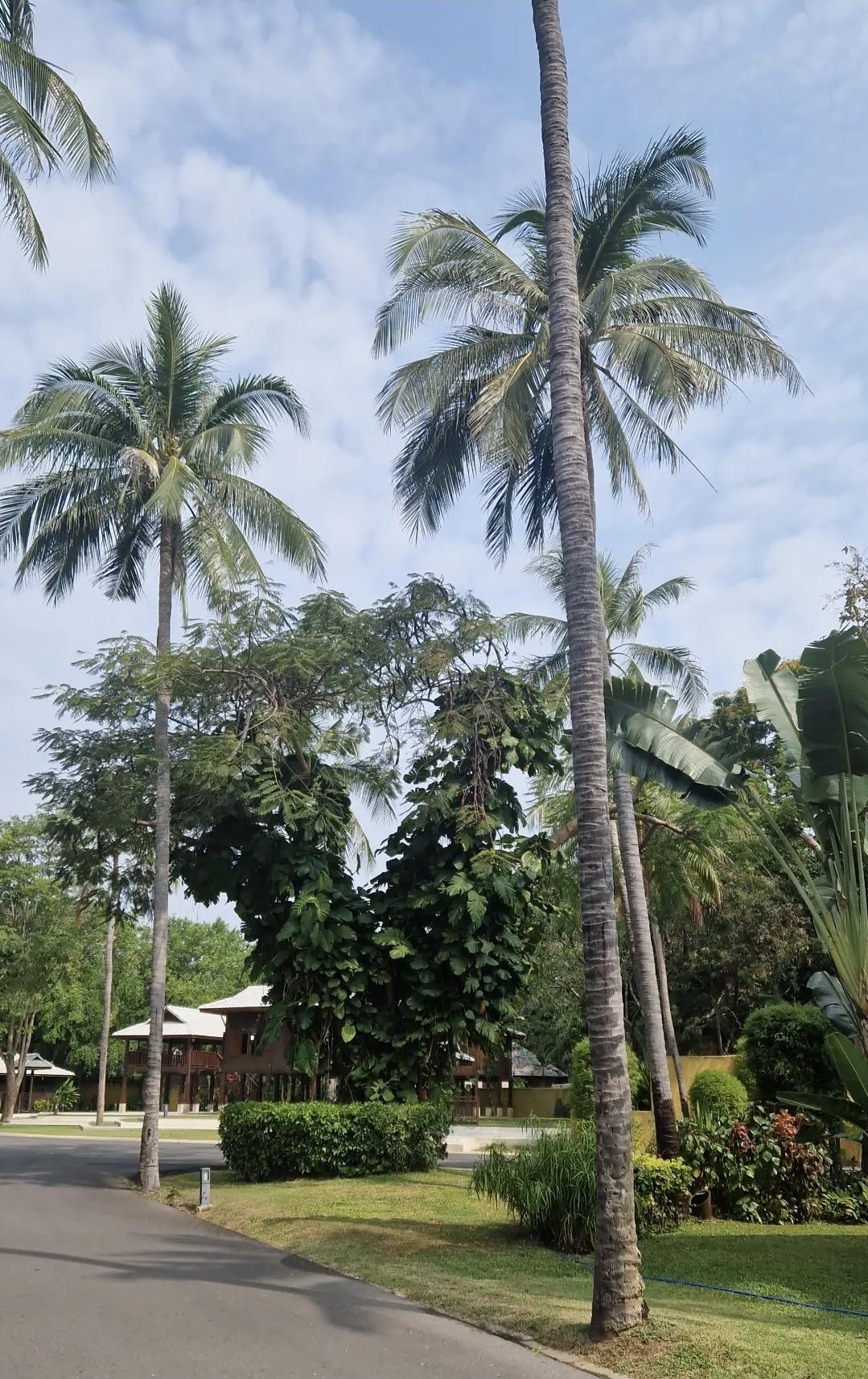 📌 Hua Hin – une escapade authentique en Thaïlande 🌴 📌 Hua Hin – une escapade authentique en Thaïlande 🌴