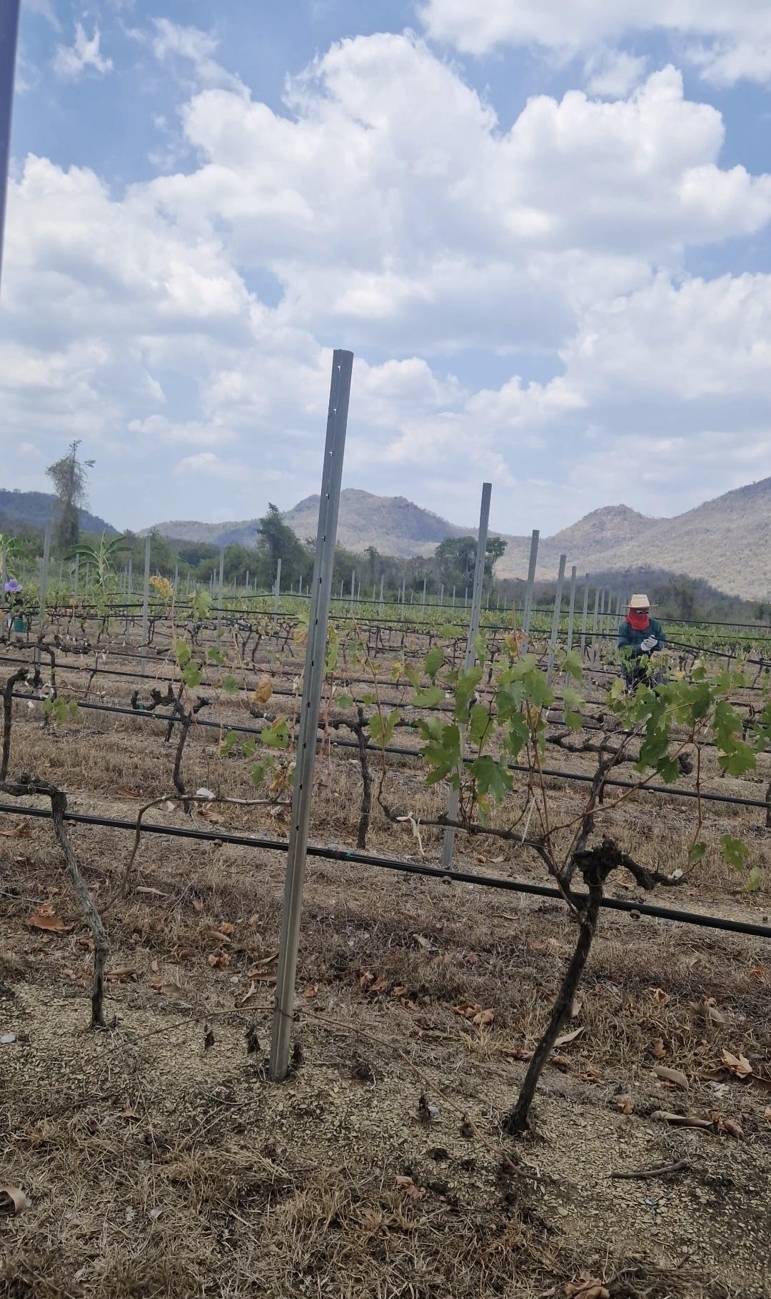 Monsoon Valley Vineyard – une expérience viticole insolite en famille 🍇🐘