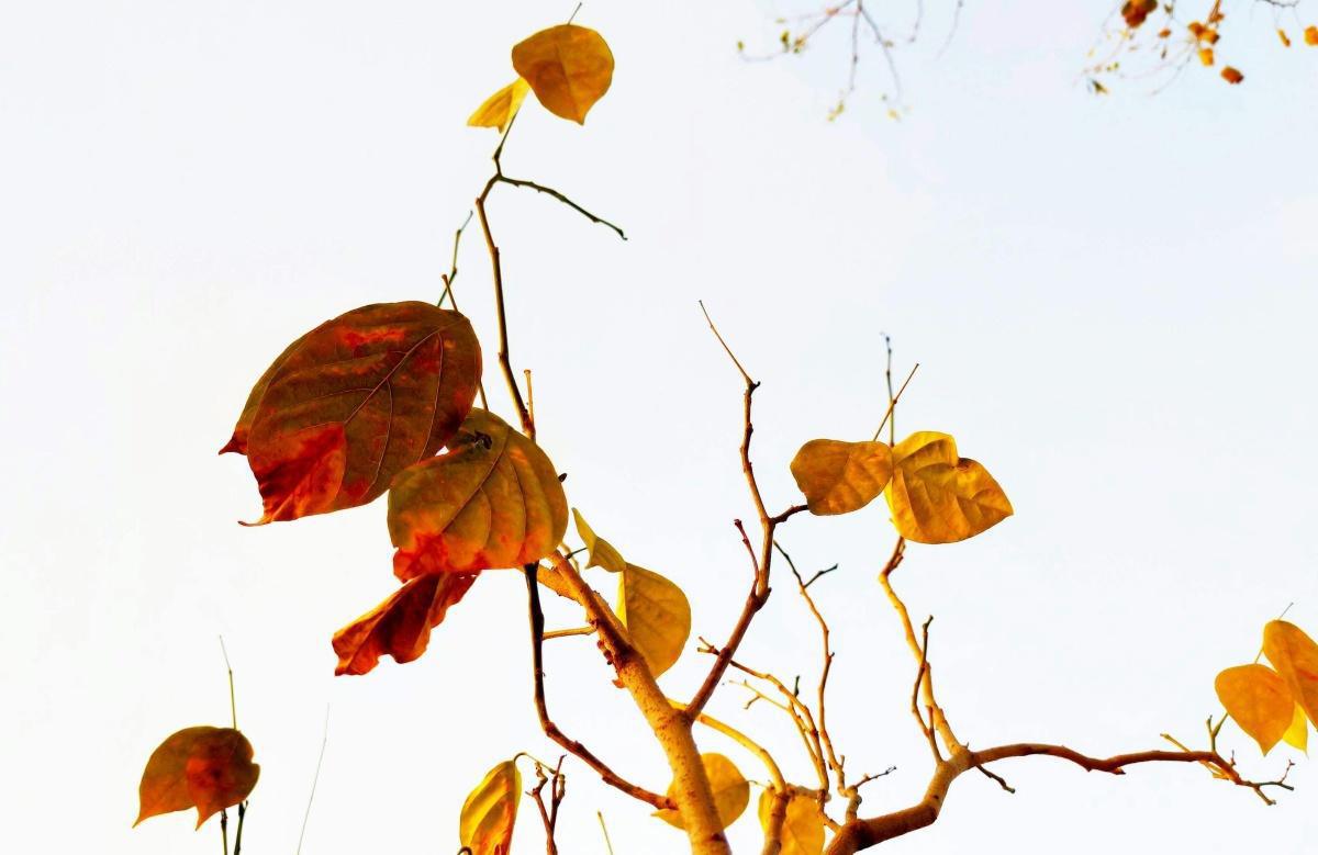 الشمس الغائبة تترك آثاراً خطيرة: كيف تحارب الاكتئاب الموسمي مع بداية الخريف؟ الشمس الغائبة تترك آثاراً خطيرة: كيف تحارب الاكتئاب الموسمي مع بداية الخريف؟