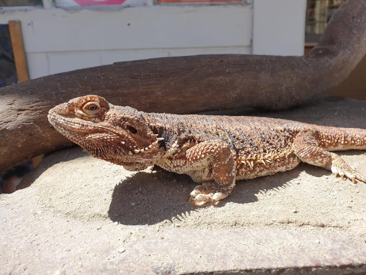 Living Desert Snake Park