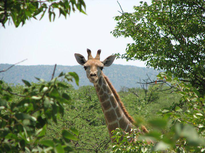 Bambatsi Guest Farm