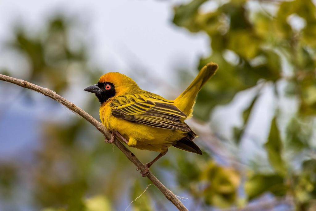 Auas Safari Lodge Auas Safari Lodge