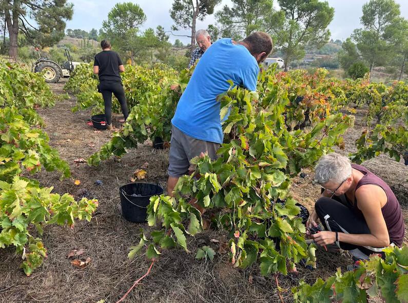 🍇 Los Comuns... que de comú en tenen poc 