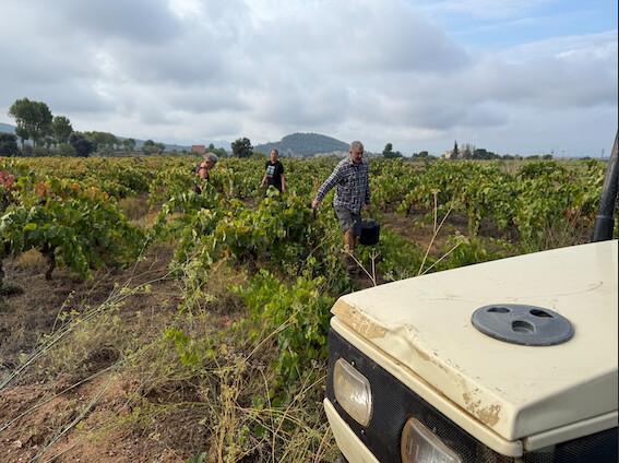 🍇 Los Comuns... que de comú en tenen poc 🍇 Los Comuns... que de comú en tenen poc