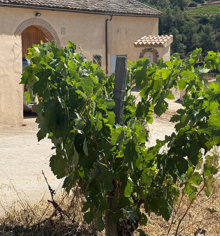 🍇 Celler De Muller. Proveïdor oficial del Vaticà durant dècades