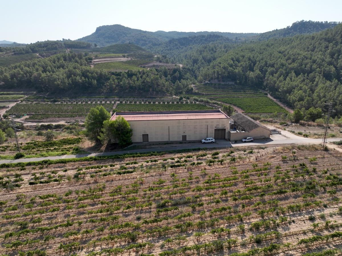 🍇 Celler De Muller. Proveïdor oficial del Vaticà durant dècades 🍇 Celler De Muller. Proveïdor oficial del Vaticà durant dècades