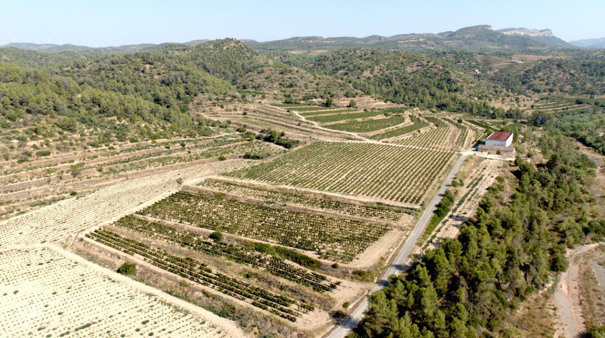 🍇 Celler De Muller. Proveïdor oficial del Vaticà durant dècades