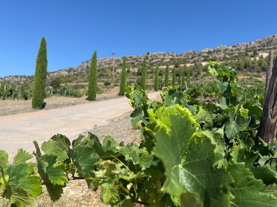 🍇 Cal Grau, una aventura que s'agermana amb Ribera del Duero, Toro i la Rioja