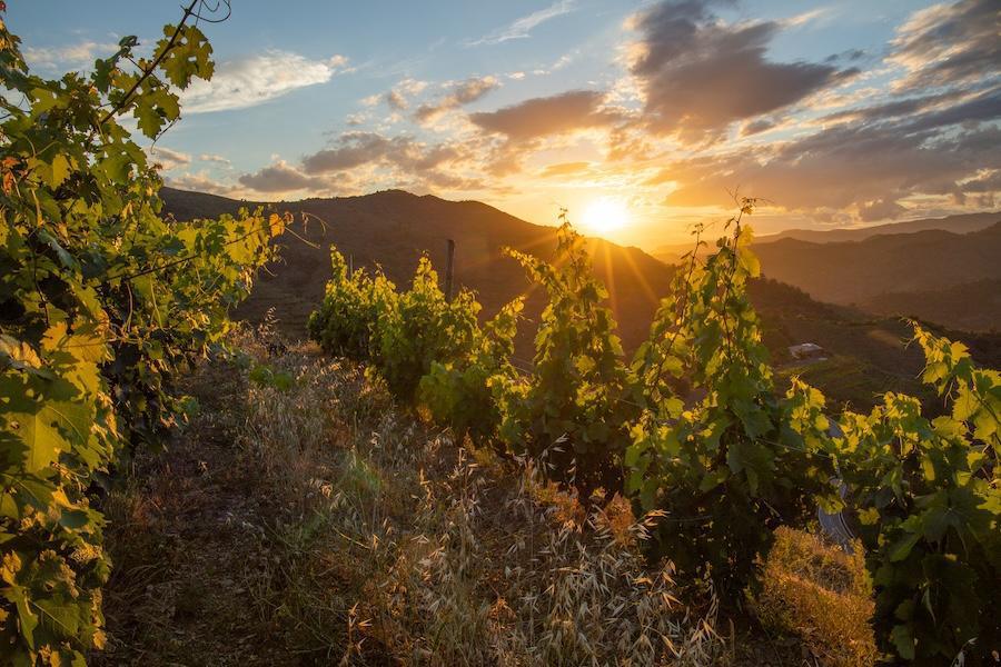 🍇 Alicia i Josep Viticultors vins amb caràcter DOQ Priorat 🍇 Alicia i Josep Viticultors vins amb caràcter DOQ Priorat