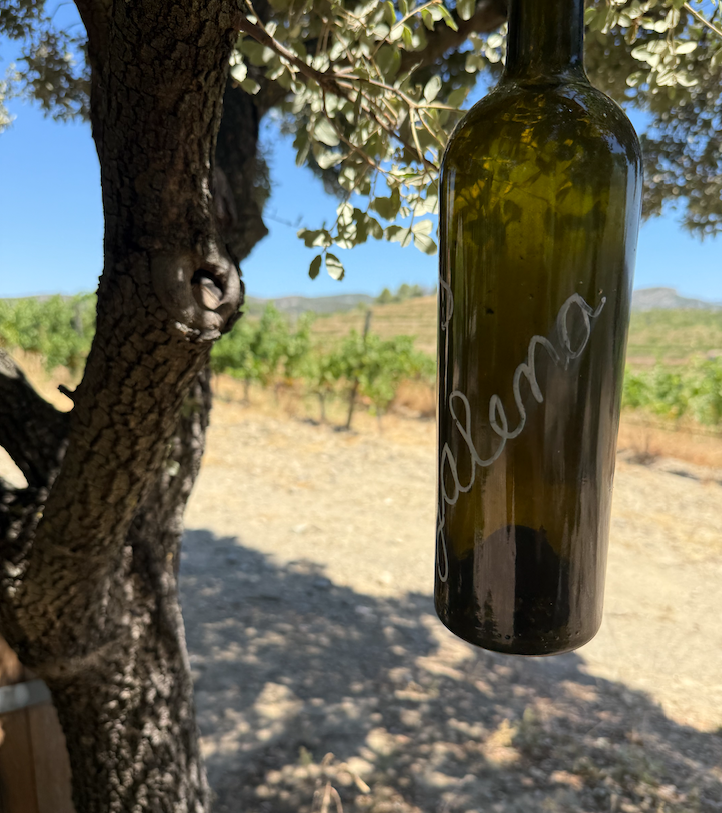 Detall d'un espai a Clos Galena