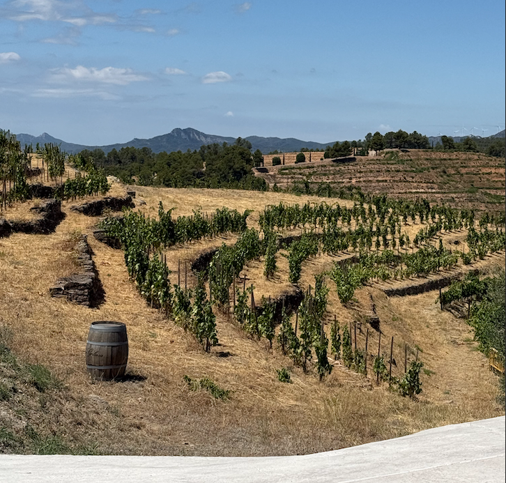 Paisatge de vinyes a El Molar
