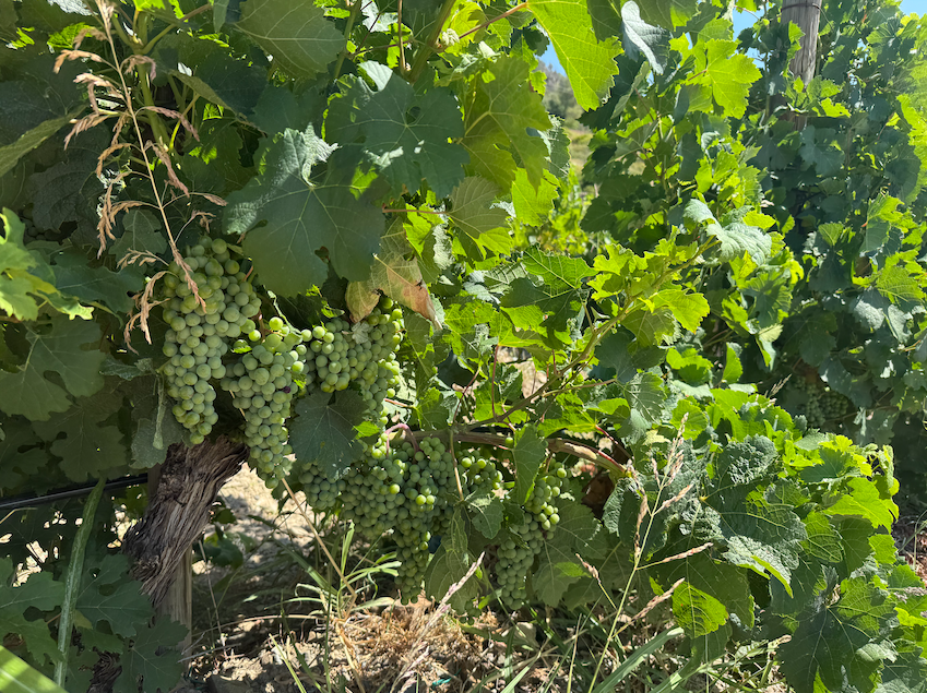 Vinyes en producció