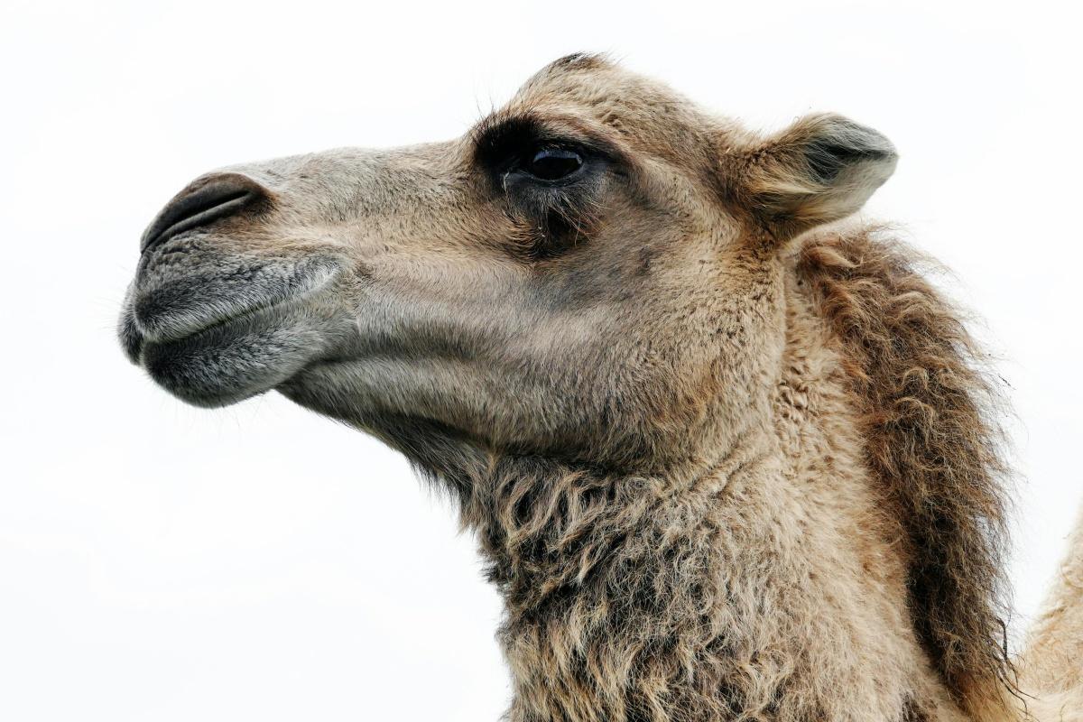 Camel ride