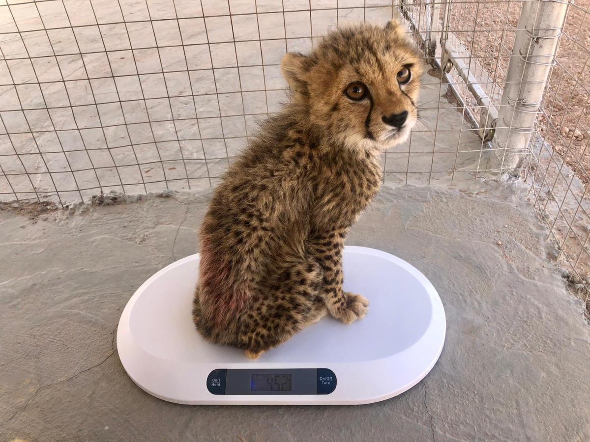 Cheetah Conservation Fund Cheetah Conservation Fund