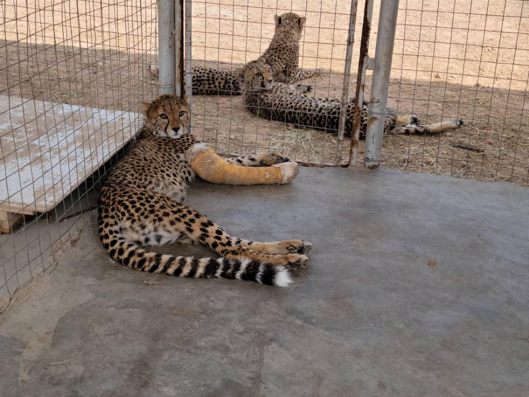 Cheetah Conservation Fund Cheetah Conservation Fund