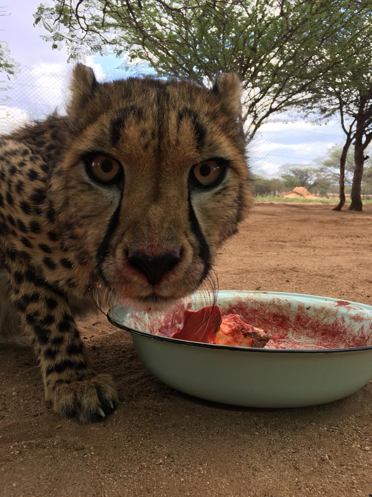 Cheetah Conservation Fund Cheetah Conservation Fund