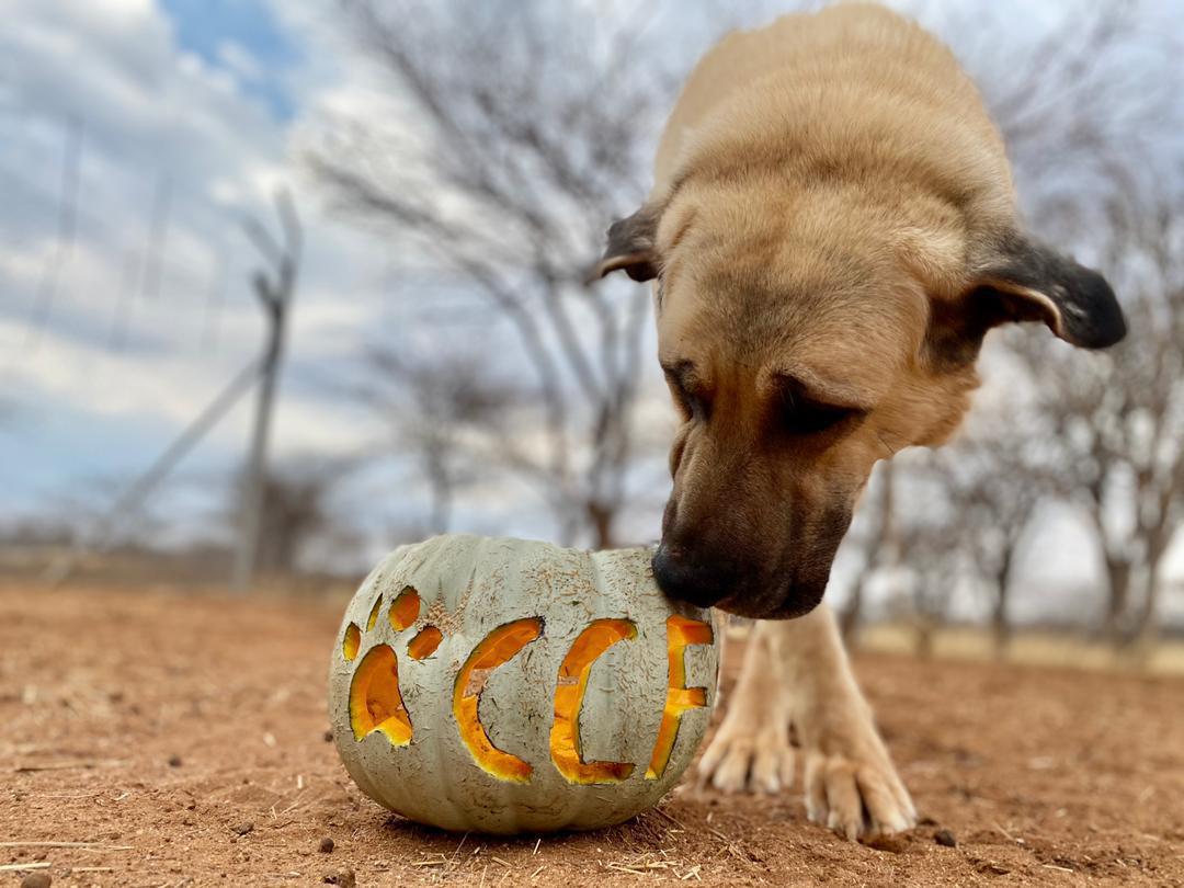 Cheetah Conservation Fund Cheetah Conservation Fund