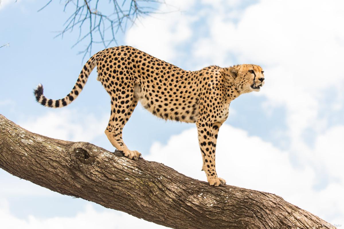 Cheetah Conservation Fund Cheetah Conservation Fund