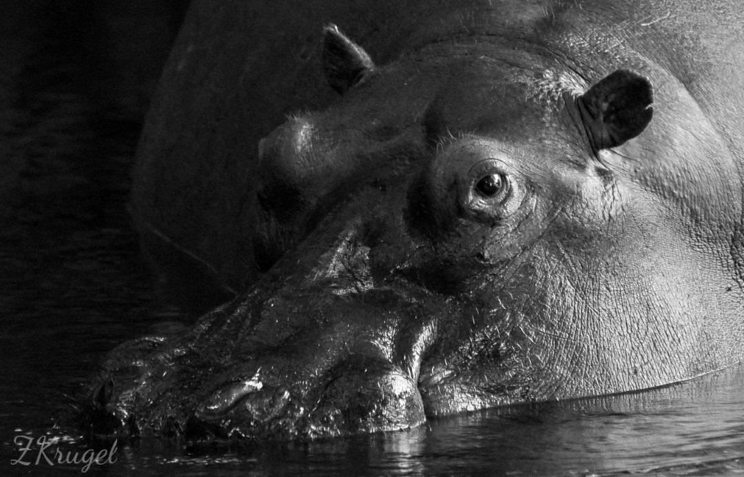 Zambezi Queen Collection Zambezi Queen Collection