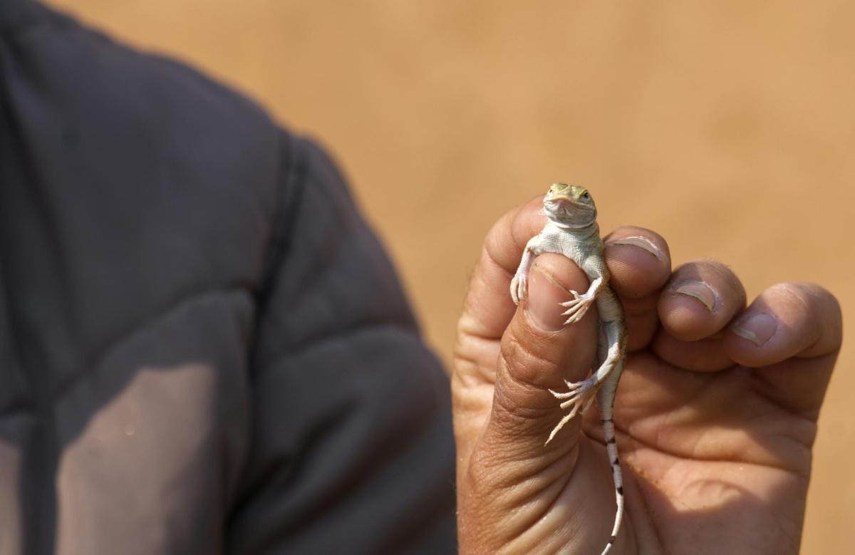 Living Desert Tour📍Swakopmund▶️N$ 900˺ pp Living Desert Tour📍Swakopmund▶️N$ 900˺ pp