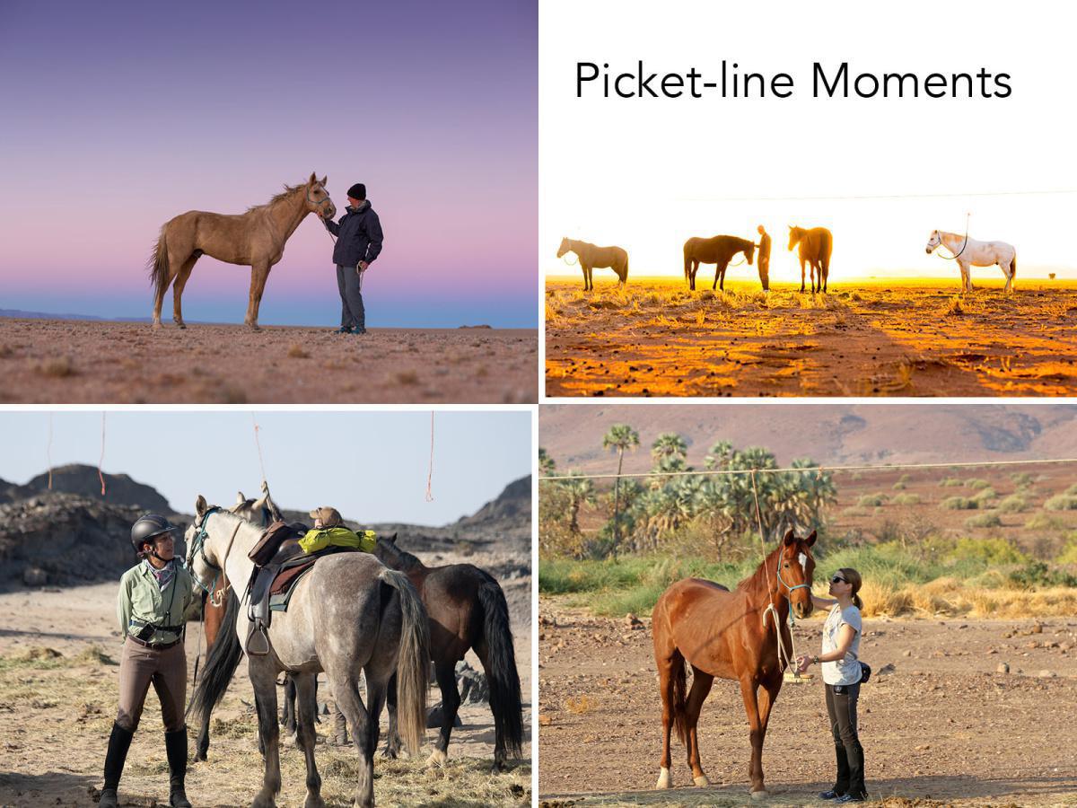 🏜️ Desert Horseback Rides📍 ▶️N$ 1150˺ pp 🏜️ Desert Horseback Rides📍 ▶️N$ 1150˺ pp