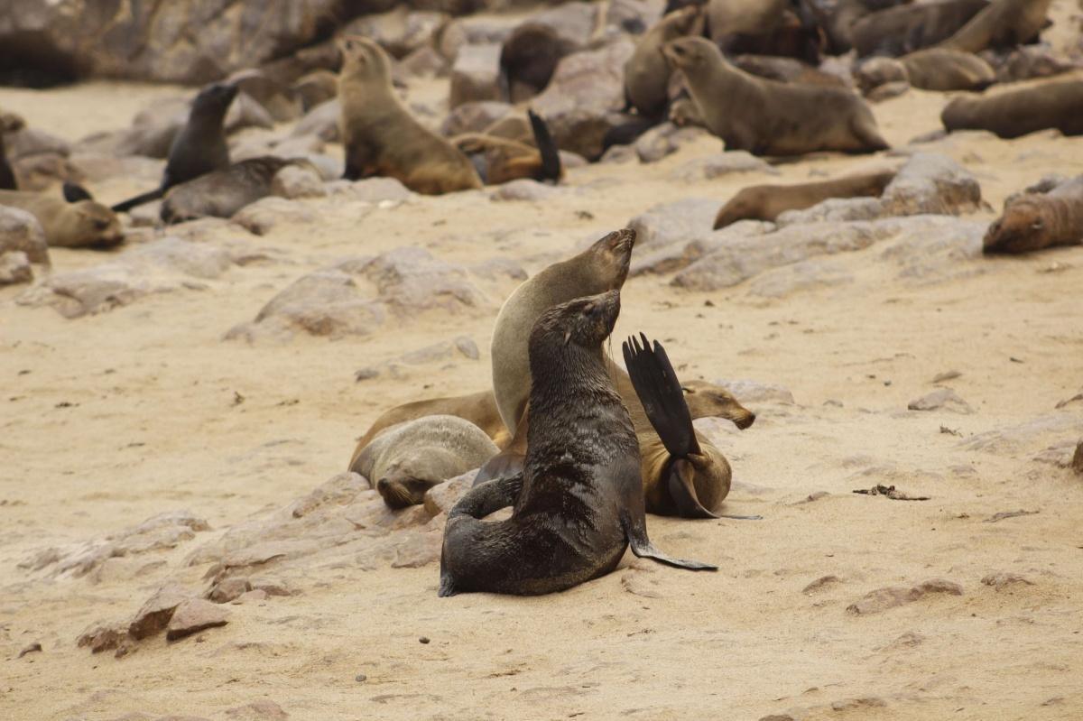 Cape Cross Tour📍Swakopmund▶️N$ 3050˺ pp Cape Cross Tour📍Swakopmund▶️N$ 3050˺ pp