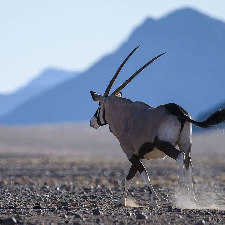 Le Mirage Desert Lodge & Spa Le Mirage Desert Lodge & Spa