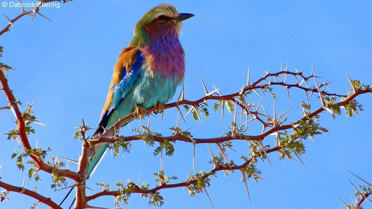 Goche Ganas Private Wildlife Reserve & Spa Goche Ganas Private Wildlife Reserve & Spa