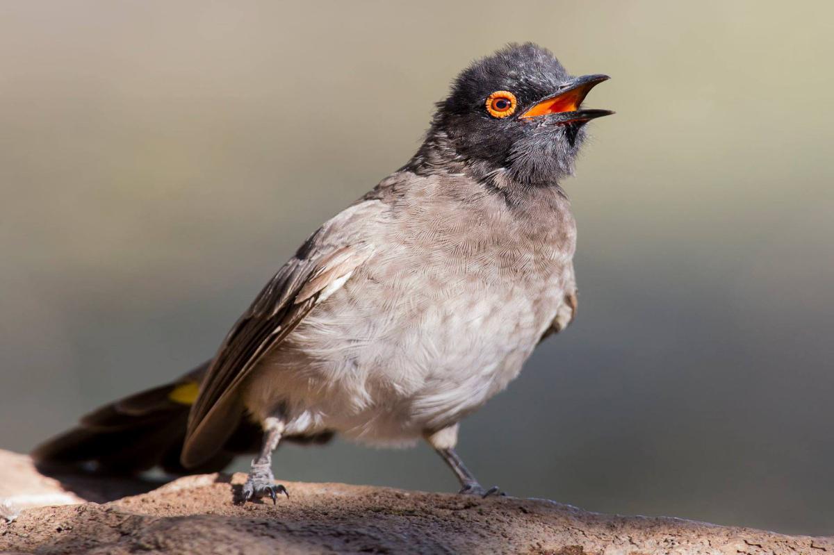 Arebbusch Travel Lodge Arebbusch Travel Lodge