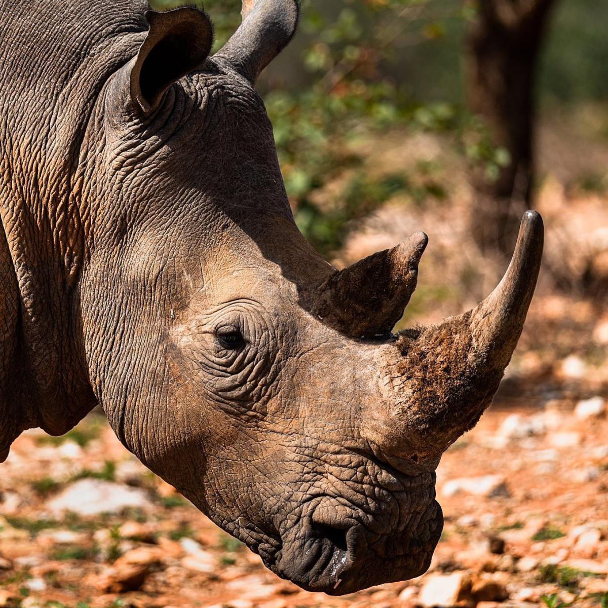 Kifaru Luxury Lodge & Bush Camp Kifaru Luxury Lodge & Bush Camp