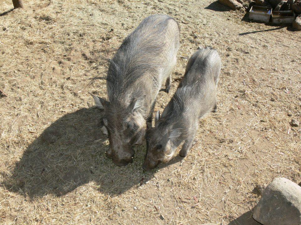 Ombo Rest Camp Ombo Rest Camp