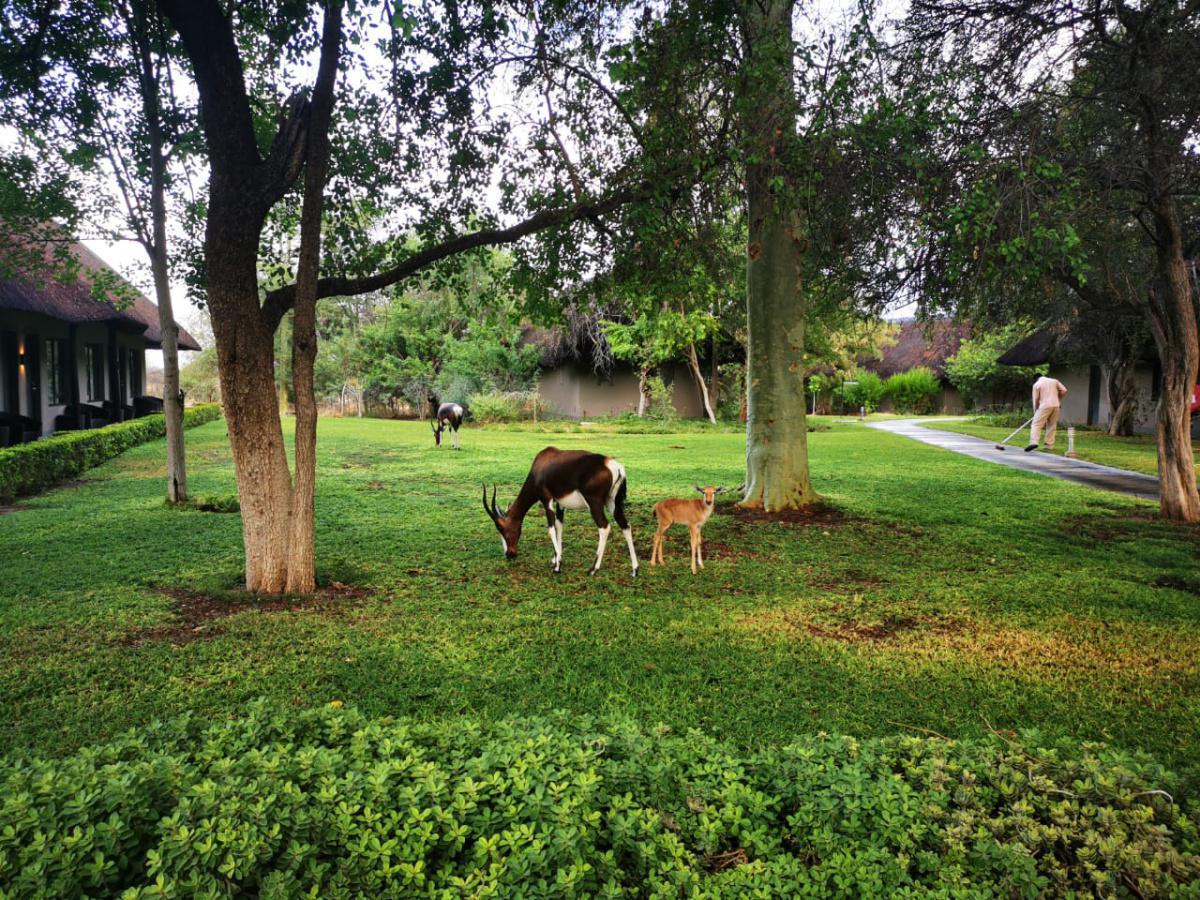 Mokuti Etosha Lodge Mokuti Etosha Lodge