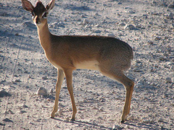 Bambatsi Guest Farm Bambatsi Guest Farm