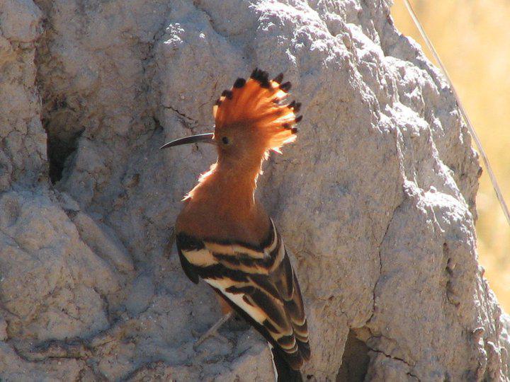 Bambatsi Guest Farm Bambatsi Guest Farm