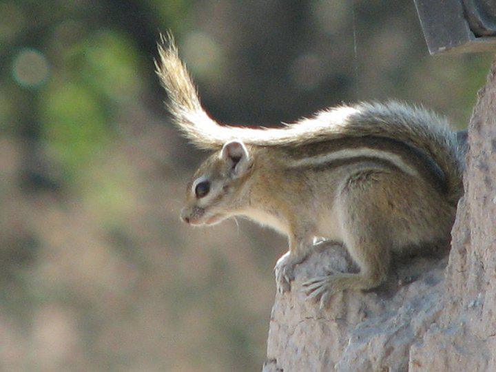 Bambatsi Guest Farm Bambatsi Guest Farm