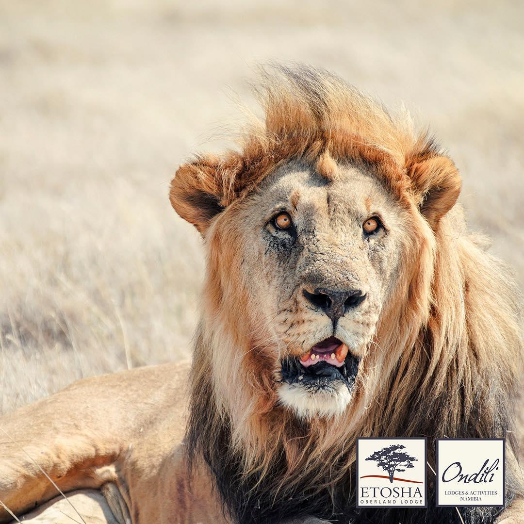 Etosha Oberland Lodge Etosha Oberland Lodge