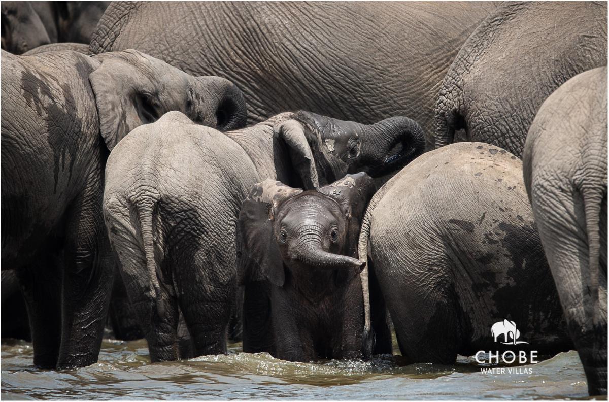 Chobe Water Villas Chobe Water Villas