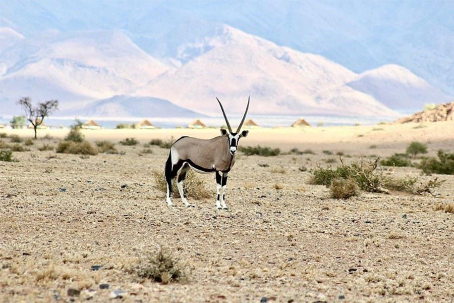 Desert Quiver Camp Desert Quiver Camp