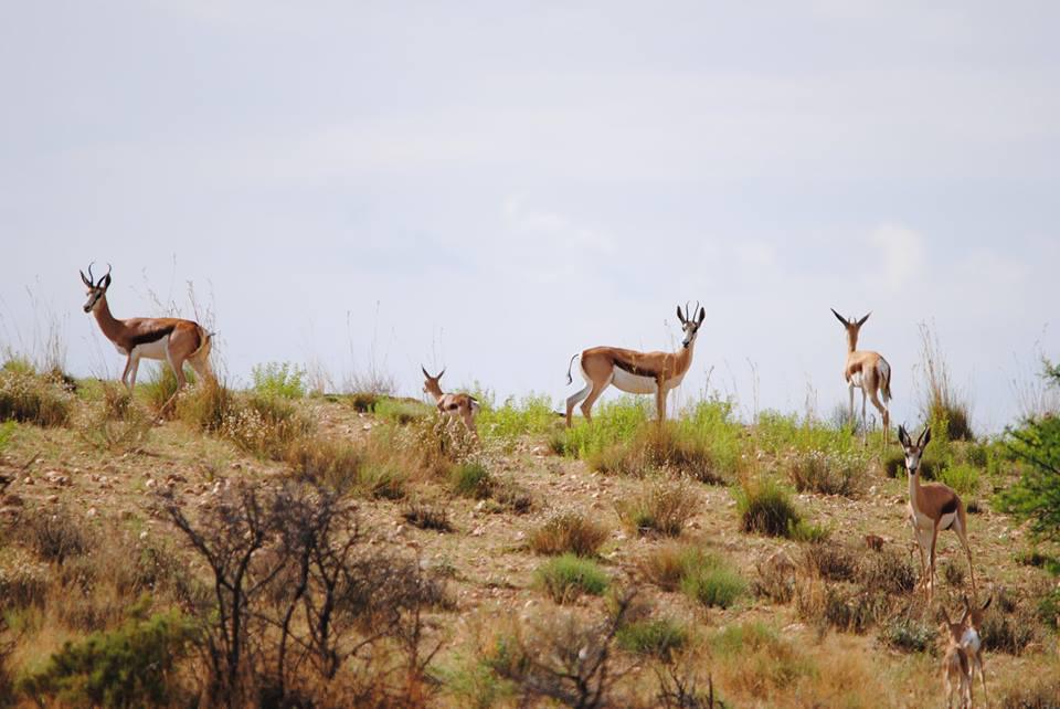 Heja Game Lodge Heja Game Lodge