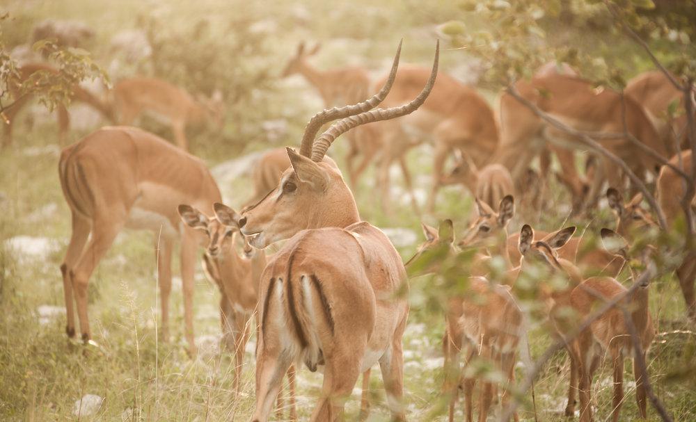 Sney Rivier Lodge Sney Rivier Lodge