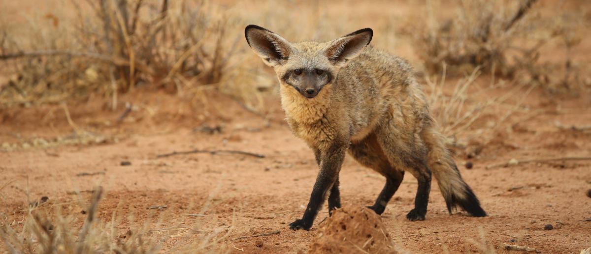 Mount Etjo Safari Lodge Mount Etjo Safari Lodge