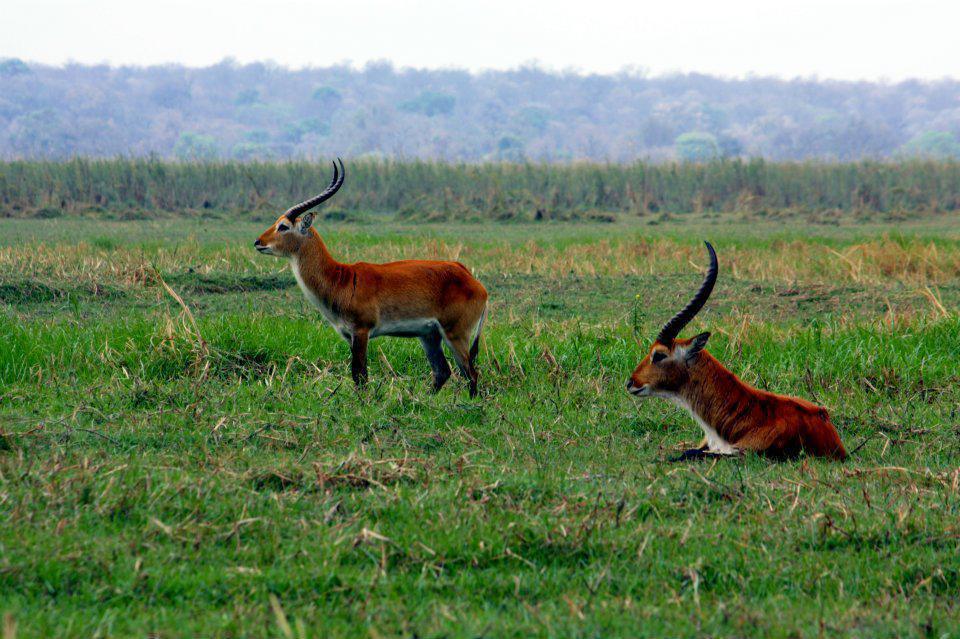Ndhovu Safari Lodge Ndhovu Safari Lodge