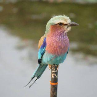 Kaisosi River Lodge Kaisosi River Lodge