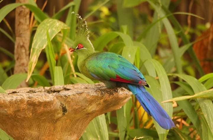 Caprivi Houseboat Safari Lodge Caprivi Houseboat Safari Lodge