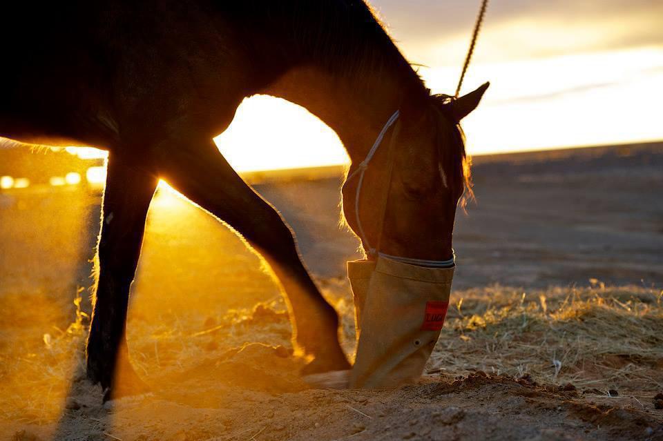 Horse Safari
