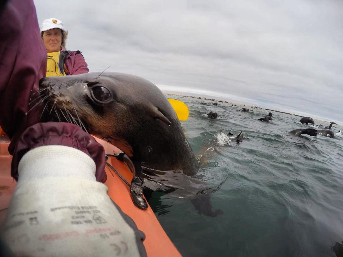 Kayak & Sandwich Harbour Tour📍Swakopmund▶️N$ 4000˺ pp Kayak & Sandwich Harbour Tour📍Swakopmund▶️N$ 4000˺ pp